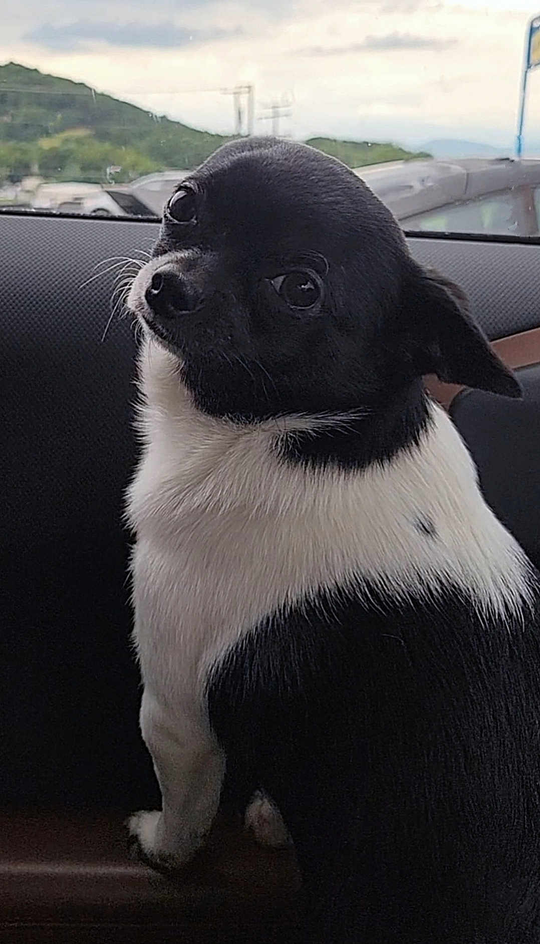 Chico joined the competition — help win amazing prizes! dog, black_and_white, pet, car_interior, window, vehicle, animal, cute, looking_back, fur, ears, sitting, road, outdoor, nature, hill, daylight, companion, portrait, domestic_animal