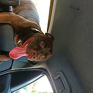 Héros participe au concours pour gagner de l'argent avec cette photo : animal, brown_dog, canine, car_interior, collar, daylight, dog, door_handle, fur, happy, inside_car, leisure, looking, pet, resting, seat, sunlight, tongue_out, vehicle, window