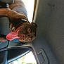 animal, brown_dog, canine, car_interior, collar, daylight, dog, door_handle, fur, happy, inside_car, leisure, looking, pet, resting, seat, sunlight, tongue_out, vehicle, window