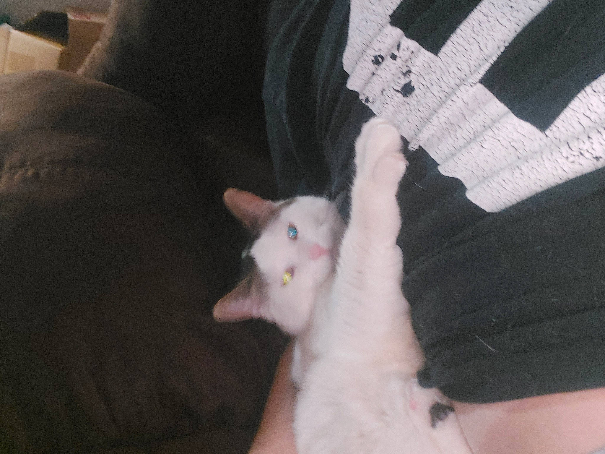 Quill joined the competition — help win amazing prizes! canidae, carnivore, cat, comfort, companion_dog, dog_breed, ear, fawn, felidae, fur, gesture, jaw, mammal, nail, paw, small_to_medium_sized_cats, snout, tail, whiskers, wrist