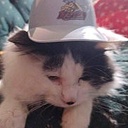 Castiel is registered to the contest to win money with this photo: cat, sleepy, black_and_white, helmet, indoor, pet, feline, animal, resting, cute, close_up, soft_fur, paw, domestic, headgear, cozy, blurred_background, white, black, face