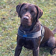 Marshall is registered to the contest to win money with this photo: animal, brown_fur, canine, chocolate_labrador, collar, cute, daylight, dog, ears, eyes, grass, harness, labrador, nature, outdoor, pet, portrait, sitting, snout, tag