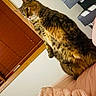 cat, tabby_cat, bed, blanket, indoor, window_blind, curious, feline, pet, cozy, fur, resting, stacked_boxes, wall, wooden_frame, animal, cute, domestic_cat, looking_away, soft