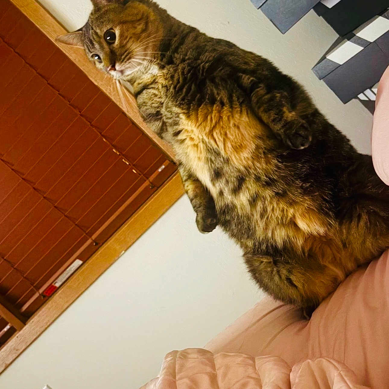 Kitty is registered to the contest to win money with this photo: cat, tabby_cat, bed, blanket, indoor, window_blind, curious, feline, pet, cozy, fur, resting, stacked_boxes, wall, wooden_frame, animal, cute, domestic_cat, looking_away, soft