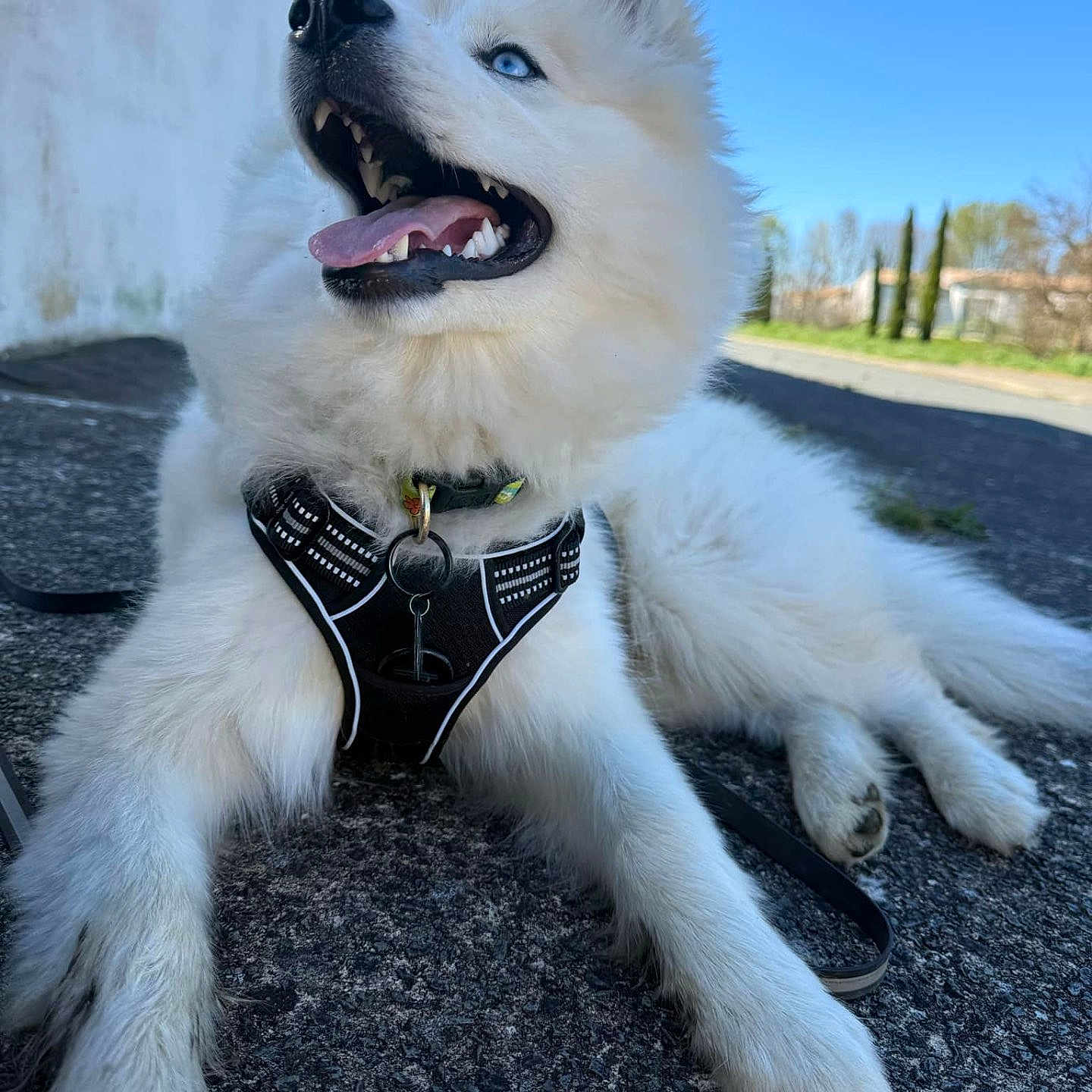 Aegon a rejoint le concours — aidez-le/la à gagner de superbes lots ! animal, blue_eyes, canine, close_up, daytime, dog, fur, happy, harness, leash, nature, outdoor, pavement, pet, playful, sky, sunlight, tongue_out, trees, white_dog