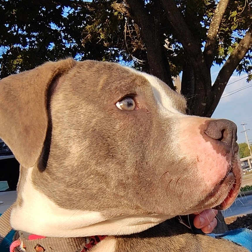 Deja is registered to the contest to win money with this photo: animal, bulldog, canine, dog, face, grass, head, hound, nature, oak, outdoors, person, pet, photography, pitbull, plant, portrait, puppy, tree, vegetation