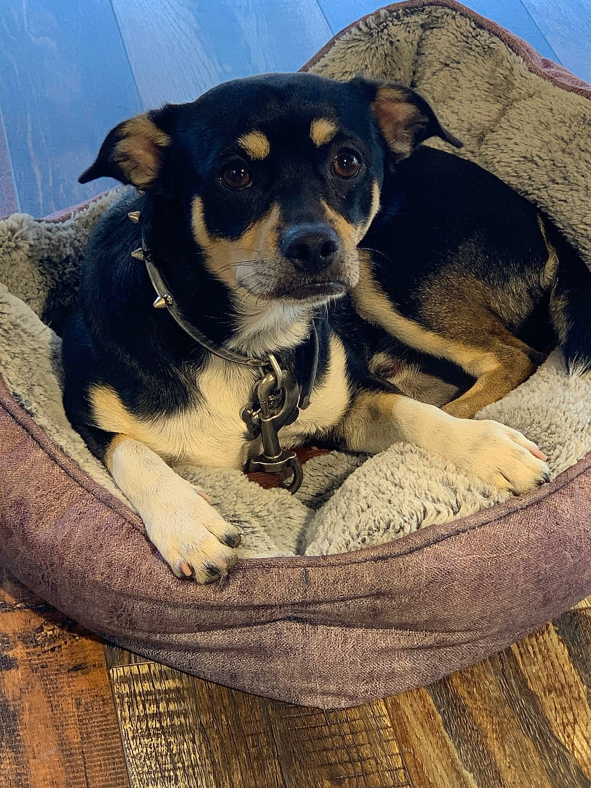 Ozzy is registered to the contest to win money with this photo: bored, canidae, carnivore, collar, comfort, companion_dog, dog, dog_breed, fur, landscape, mountain, rock, sky, snout, sporting_group, whiskers, working_animal, working_dog