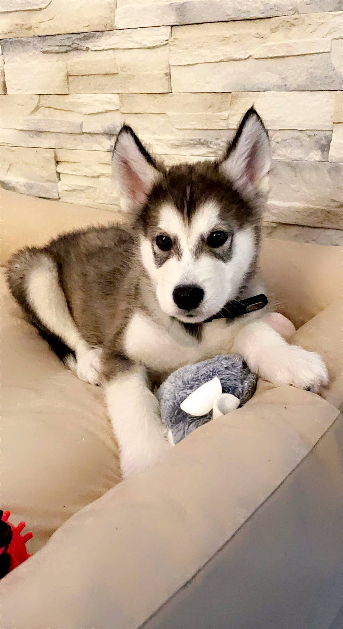 Sniper participe au concours pour gagner de l'argent avec cette photo : canidae, canis, carnivore, companion_dog, dog, dog_breed, fawn, fur, jaw, non_sporting_group, siberian_husky, sled_dog, snout, sporting_group, tail, terrestrial_animal, whiskers, wolf, working_animal, working_dog