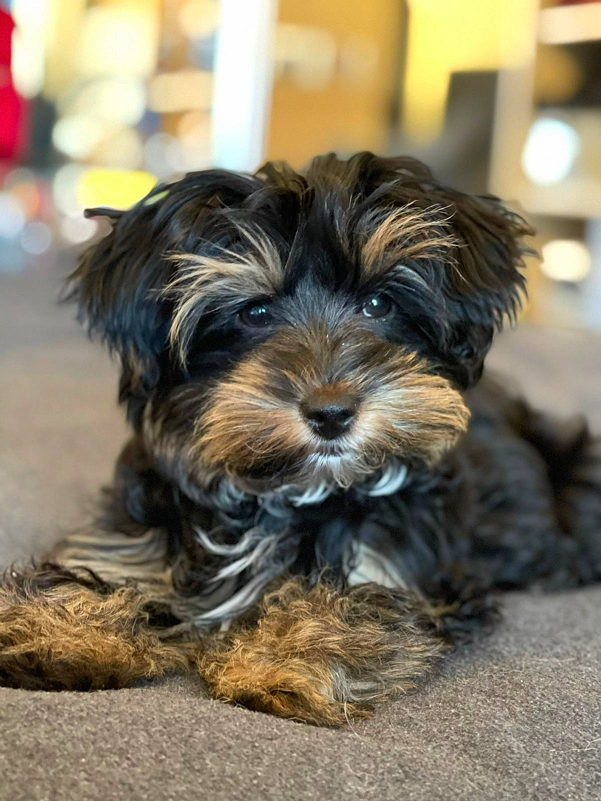 Dolly is registered to the contest to win money with this photo: biewer_terrier, canidae, carnivore, companion_dog, dog, dog_breed, puppy, small_terrier, snout, sporting_group, terrier, toy_dog, water_dog, working_animal, working_dog, yorkipoo