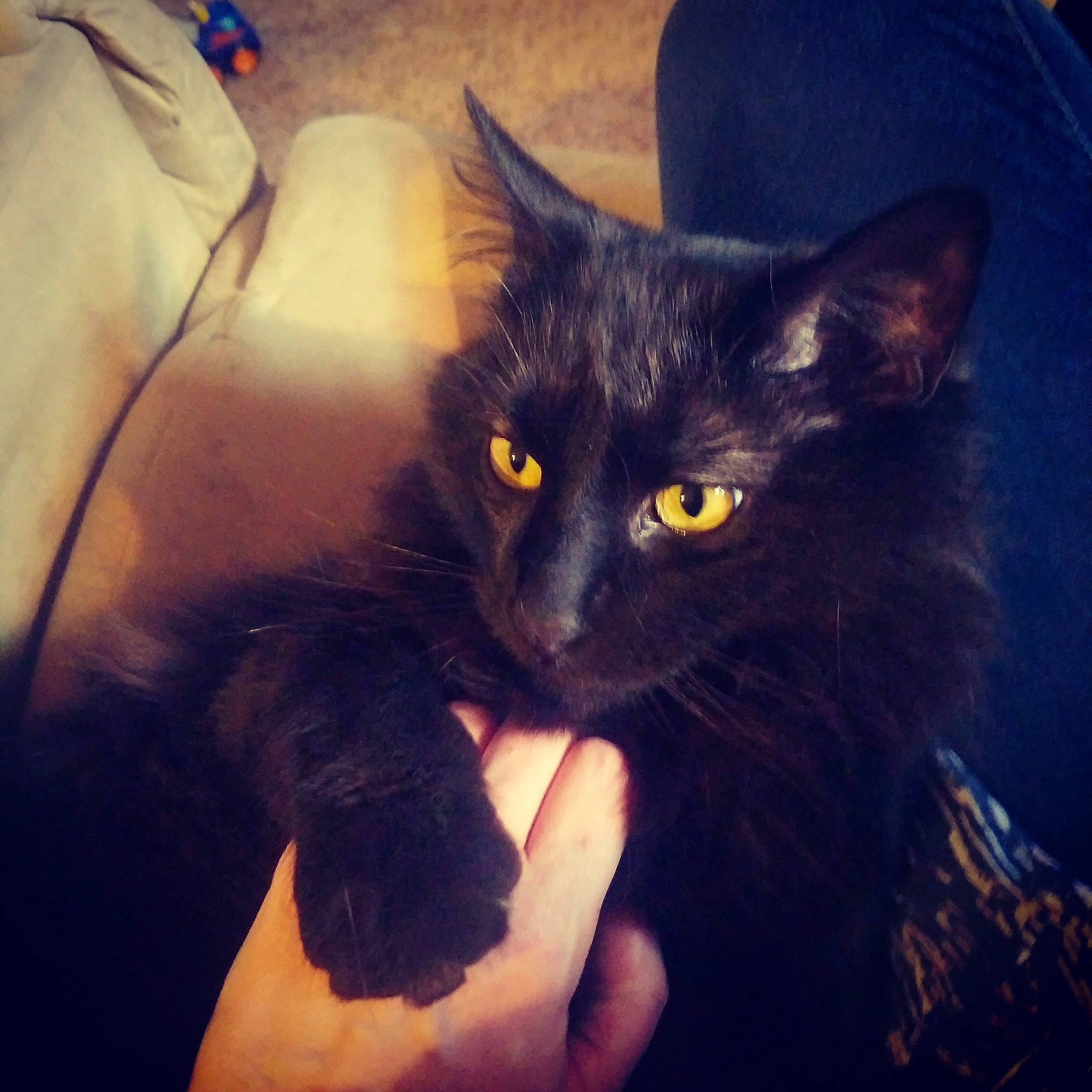 Berry is registered to the contest to win money with this photo: asian, black, black_cat, bombay, carnivore, cat, domestic_long_haired_cat, ear, eye, felidae, fur, hand, head, iris, kitten, mammal, sky, small_to_medium_sized_cats, snapshot, whiskers