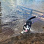 Abby joined the competition — help win amazing prizes! dog, husky, leash, water, lake, sand, playful, tongue_out, blue_eyes, animal, pet, outdoor, nature, canine, shore, happy, excited, summer, waves, reflection