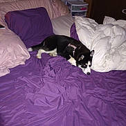 Abby is registered to the contest to win money with this photo: dog, bed, purple_bedspread, pillow, comforter, indoor, furniture, wooden_door, drawer_unit, black_and_white_dog, lying_down, sleepy, pet, home, cozy, blanket, resting, fur, domestic_animal, canine