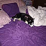 dog, bed, purple_bedspread, pillow, comforter, indoor, furniture, wooden_door, drawer_unit, black_and_white_dog, lying_down, sleepy, pet, home, cozy, blanket, resting, fur, domestic_animal, canine