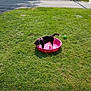 Abby joined the competition — help win amazing prizes! puppy, dog, pink_pool, grass, water, ball, outdoor, sunny, suburban, sidewalk, leash, pet, play, green_grass, summer, small_pool, curious, animal, nature, yard