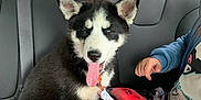 Abby joined the competition — help win amazing prizes! puppy, dog, husky, car_interior, backseat, leash, child, colorful_clothing, panting, tongue_out, seatbelt, window, road, trees, playful, pet, animal, travel, vehicle, fun