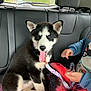 puppy, dog, husky, car_interior, backseat, leash, child, colorful_clothing, panting, tongue_out, seatbelt, window, road, trees, playful, pet, animal, travel, vehicle, fun