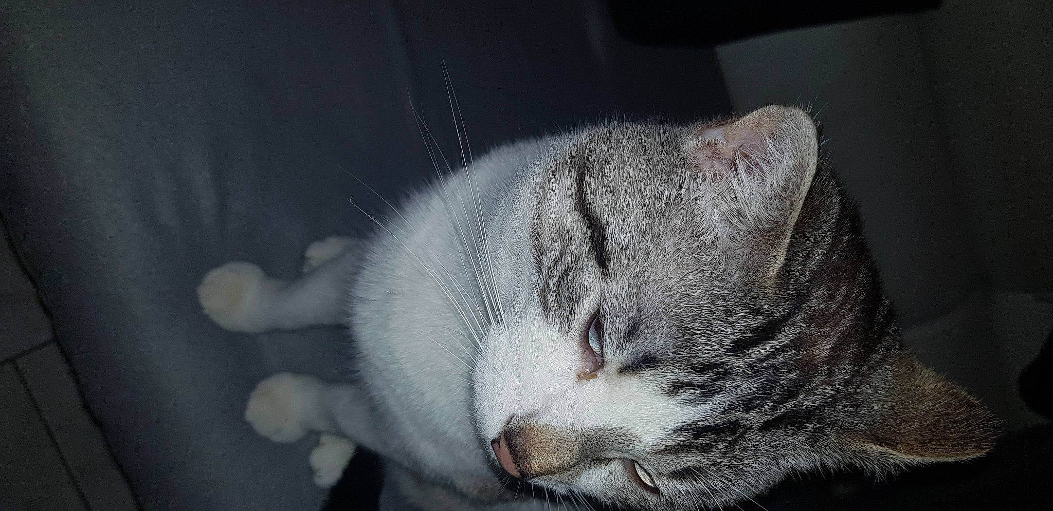 Momo participe au concours pour gagner de l'argent avec cette photo : american_shorthair, american_wirehair, asian, british_shorthair, burmilla, carnivore, cat, domestic_short_haired_cat, ear, european_shorthair, felidae, fur, kitten, nap, nose, scottish_fold, small_to_medium_sized_cats, snout, tabby_cat, whiskers