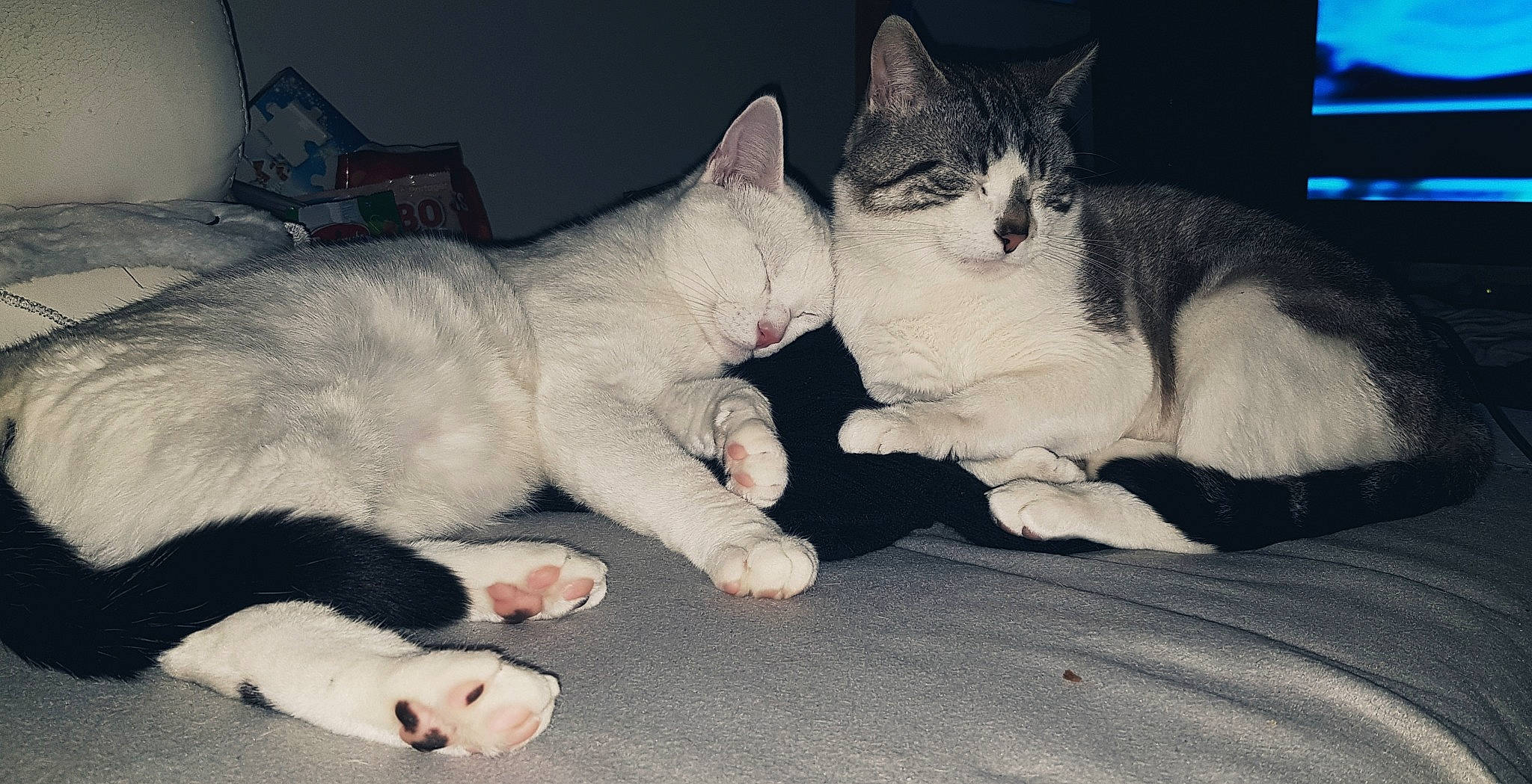 Momo participe au concours pour gagner de l'argent avec cette photo : aegean_cat, american_wirehair, asian, burmilla, carnivore, cat, domestic_short_haired_cat, european_shorthair, felidae, kitten, mammal, paw, polydactyl_cat, small_to_medium_sized_cats, tail, vertebrate, whiskers