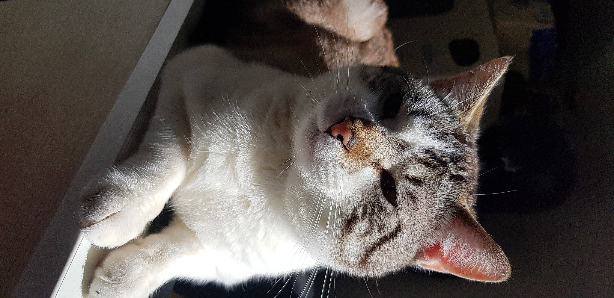 Momo a rejoint le concours — aidez-le/la à gagner de superbes lots ! american_shorthair, american_wirehair, asian, carnivore, cat, claw, domestic_short_haired_cat, ear, european_shorthair, felidae, kitten, mammal, nap, nose, paw, polydactyl_cat, small_to_medium_sized_cats, snout, tabby_cat, whiskers