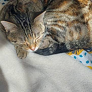 Shadow a rejoint le concours — aidez-le/la à gagner de superbes lots ! cat, tabby, sleeping, curled_up, blanket, quilt, patterned, striped, fur, pet, domestic_animal, resting, cozy, indoor, cute, animal, whiskers, paw, relaxing, soft