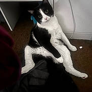 Kiko is registered to the contest to win money with this photo: cat, black_and_white, sitting, carpet, floor, indoor, curious, pet, feline, animal, relaxed, looking, ears, whiskers, eyes, furniture, cord, wall, casual, home