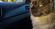 Aslo participe au concours pour gagner de l'argent avec cette photo : cat, animal, pet, car_interior, sunlight, window, road_sign, yellow_eyes, feline, fluffy_fur, domestic_cat, person_lap, daylight, blue_sky, side_view, looking_away, sitting, relaxed, indoor, transportation