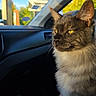 cat, animal, pet, car_interior, sunlight, window, road_sign, yellow_eyes, feline, fluffy_fur, domestic_cat, person_lap, daylight, blue_sky, side_view, looking_away, sitting, relaxed, indoor, transportation