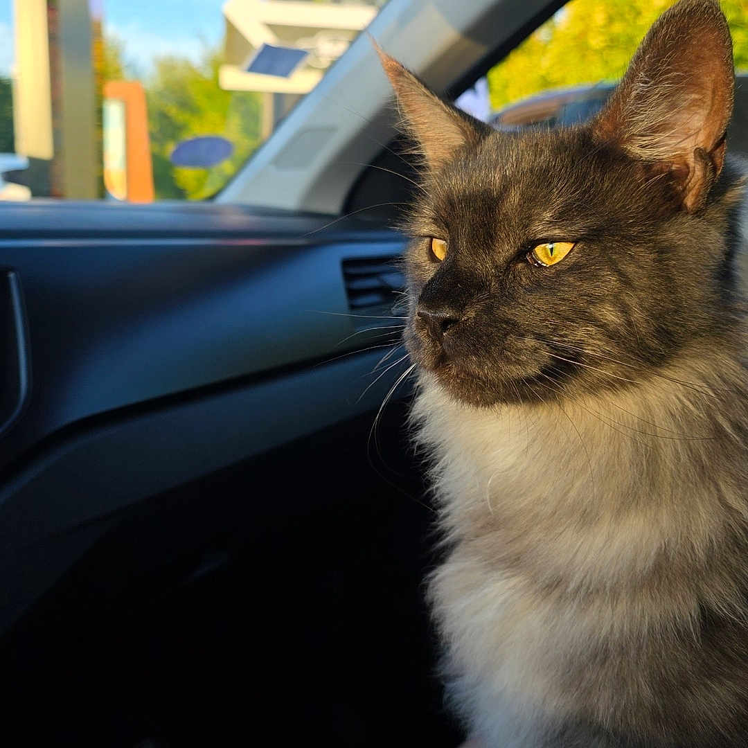 Aslo participe au concours pour gagner de l'argent avec cette photo : cat, animal, pet, car_interior, sunlight, window, road_sign, yellow_eyes, feline, fluffy_fur, domestic_cat, person_lap, daylight, blue_sky, side_view, looking_away, sitting, relaxed, indoor, transportation