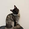 Aslo a rejoint le concours — aidez-le/la à gagner de superbes lots ! cat, gray_cat, fluffy, pet, animal, sitting, tail, curious, indoor, feline, portrait, cute, domestic_cat, whiskers, ears, fur, head_tilt, resting, texture, background