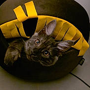 Aslo participe au concours pour gagner de l'argent avec cette photo : cat, kitten, pet, animal, cozy, bed, curious, ears, black_fur, indoor, floor, yellow, brown, cute, feline, looking_up, domestic, small, young, playful