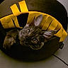 cat, kitten, pet, animal, cozy, bed, curious, ears, black_fur, indoor, floor, yellow, brown, cute, feline, looking_up, domestic, small, young, playful