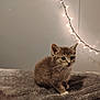 kitten, cat, animal, pet, cute, furry, small, gray, white, blanket, indoor, cozy, soft, fur, ears, whiskers, lights, string_lights, background, curious