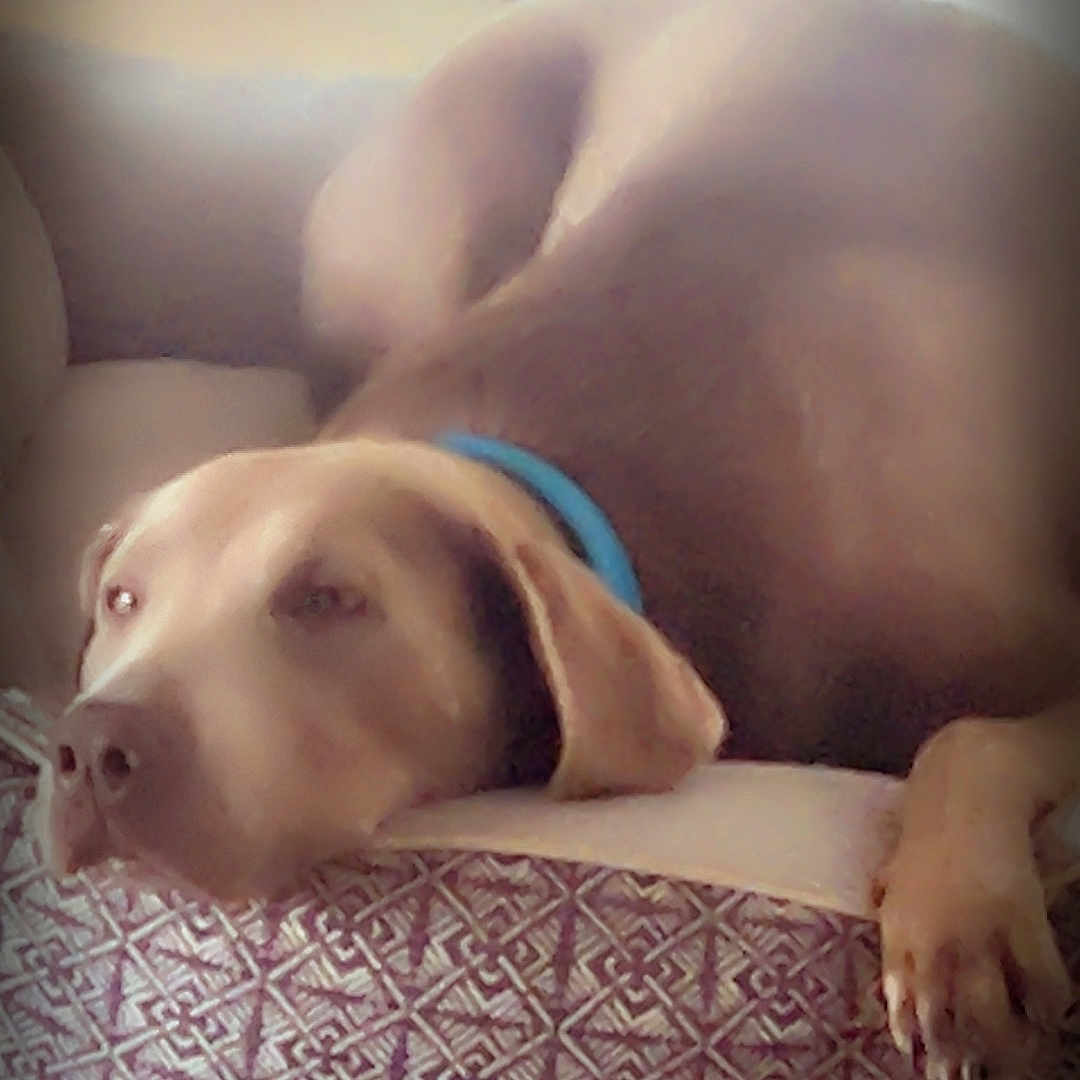 Harley is registered to the contest to win money with this photo: animal, brown_dog, calm, canine, closeup, collar, cozy, dog, domestic_animal, ear, floor, furniture, head, indoor, paw, pet_bed, relaxed, resting, sleepy, snout