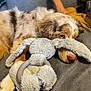 Sydney participe au concours pour gagner de l'argent avec cette photo : dog, merle, puppy, stuffed_toy, blanket, indoor, relaxed, cute, fluffy, resting, pet, animal, canine, soft, cozy, laying_down, snuggled, brown, white, blue_eyes