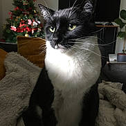 Oreo a rejoint le concours — aidez-le/la à gagner de superbes lots ! black_and_white, blanket, cat, christmas_tree, closeup, couch, cozy, domestic_animal, feline, furniture, greenery, holiday_decorations, indoor, living_room, pet, plant, portrait, red_ornaments, relaxed, whiskers