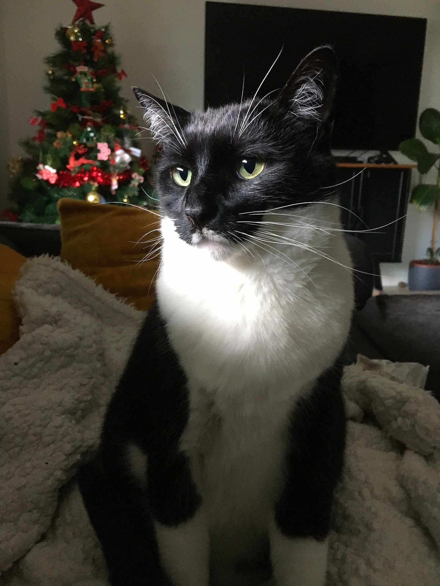 Oreo
