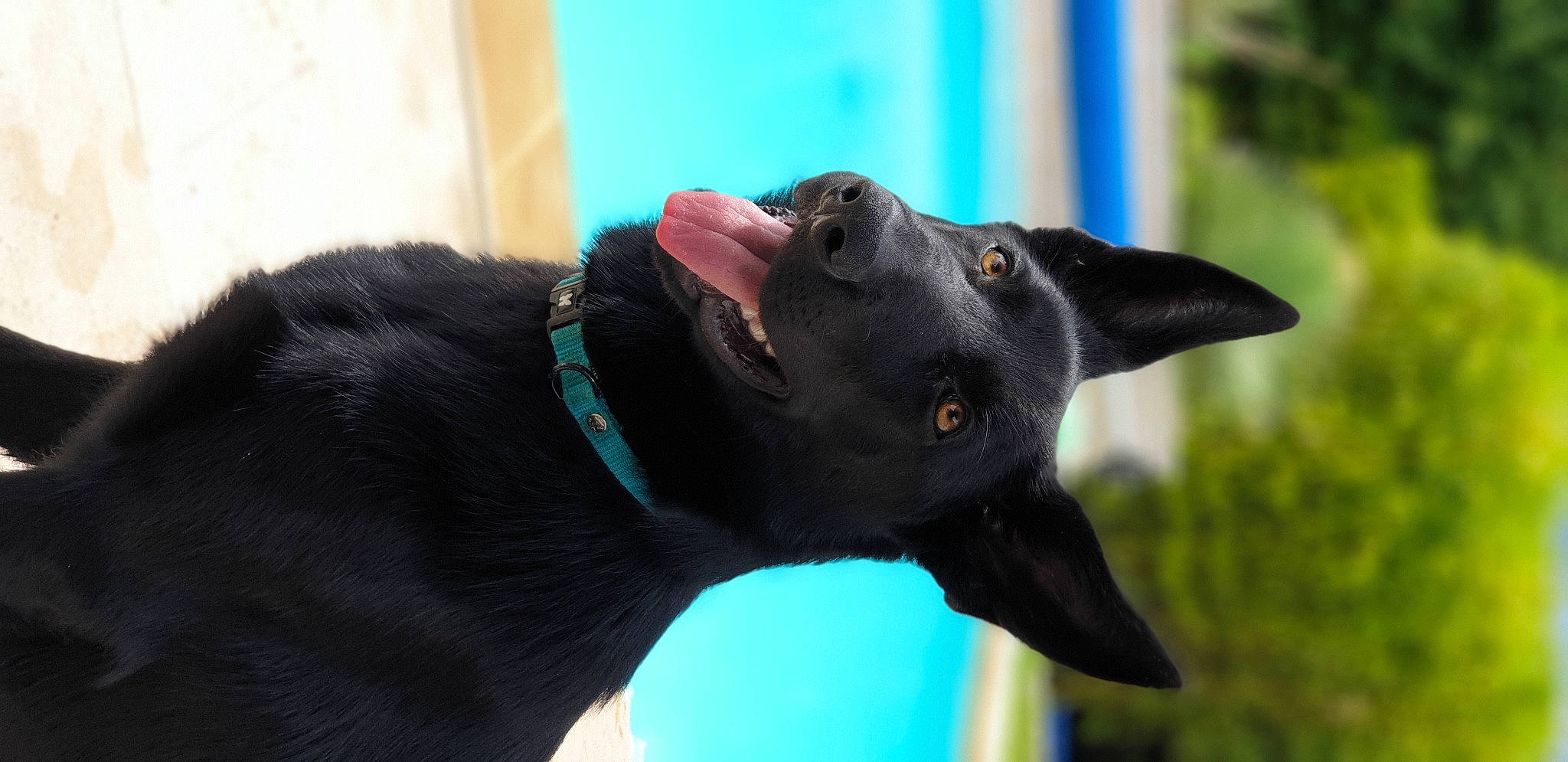 Polly participe au concours pour gagner de l'argent avec cette photo : borador, canidae, carnivore, collar, companion_dog, dog, dog_breed, dog_collar, electric_blue, guard_dog, non_sporting_group, pet_supply, plant, snout, sporting_group, whiskers, working_animal, working_dog