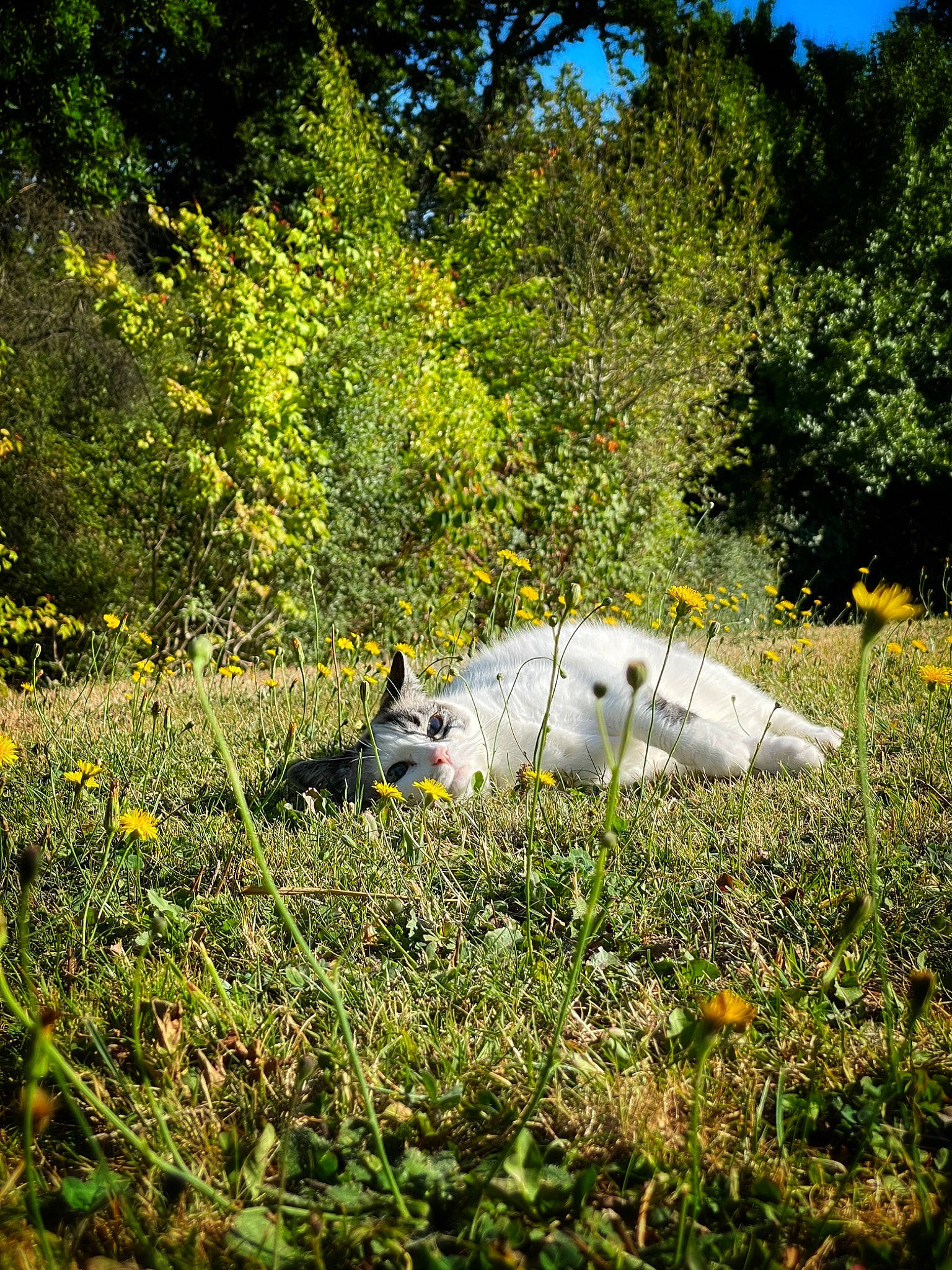Cristale a rejoint le concours — aidez-le/la à gagner de superbes lots ! art, forest, garden, grass, grassland, groundcover, herbaceous_plant, landscape, meadow, natural_landscape, pasture, plant, prairie, road, shrub, soil, tree, wildlife, wood, woodland