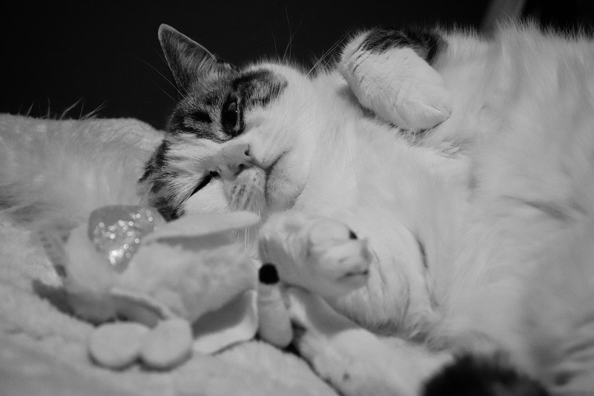 Cristale a rejoint le concours — aidez-le/la à gagner de superbes lots ! black_and_white, carnivore, cat, claw, close_up, cloud, comfort, domestic_short_haired_cat, felidae, fur, gesture, monochrome, monochrome_photography, nap, paw, sand, small_to_medium_sized_cats, style, tail, whiskers