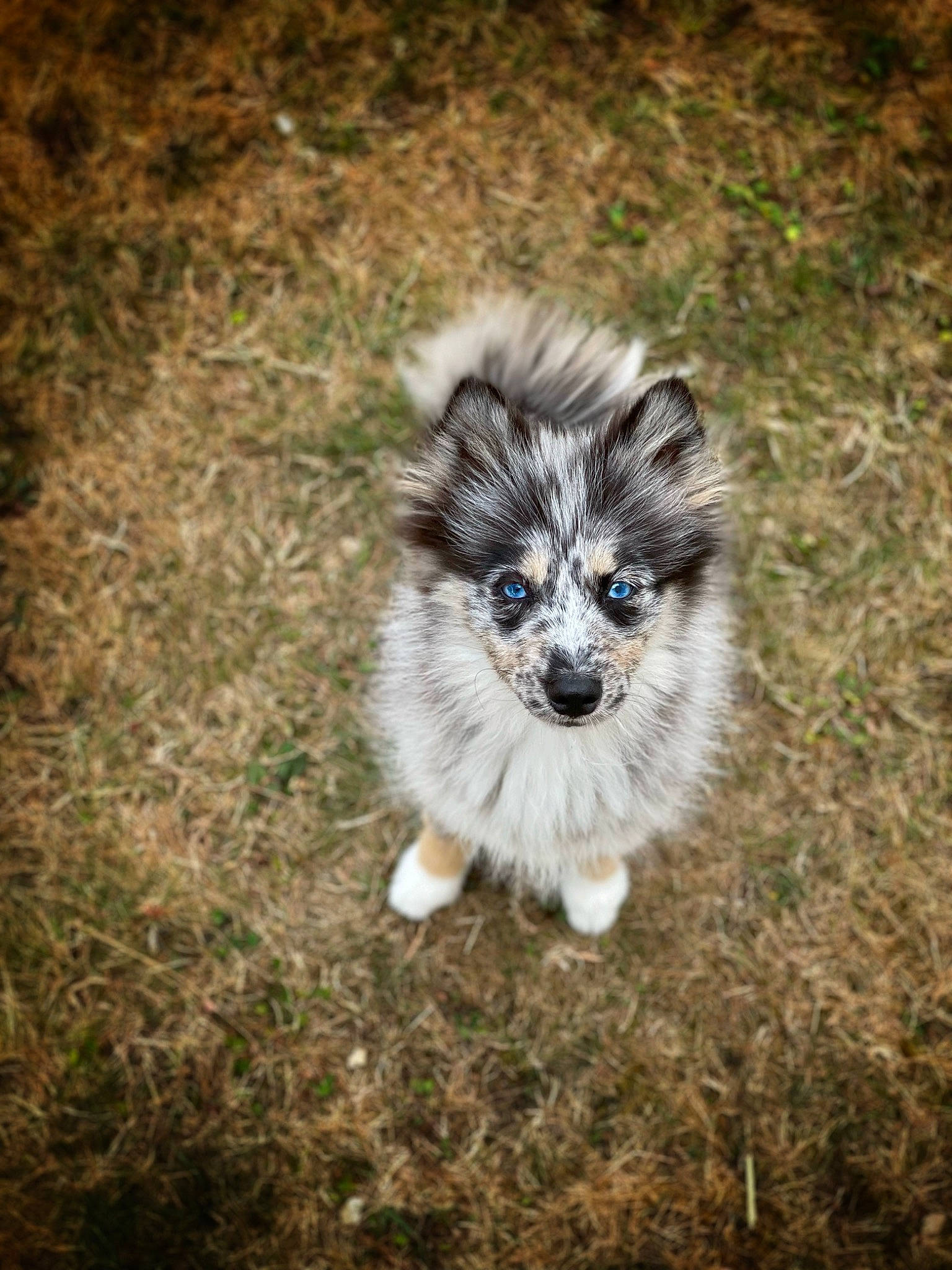 Yuki a rejoint le concours — aidez-le/la à gagner de superbes lots ! ancient_dog_breeds, canidae, canis, carnivore, companion_dog, dog, dog_breed, fawn, fur, grass, non_sporting_group, puppy, snout, soil, sporting_group, terrestrial_animal, toy_dog, whiskers, wildlife, working_dog