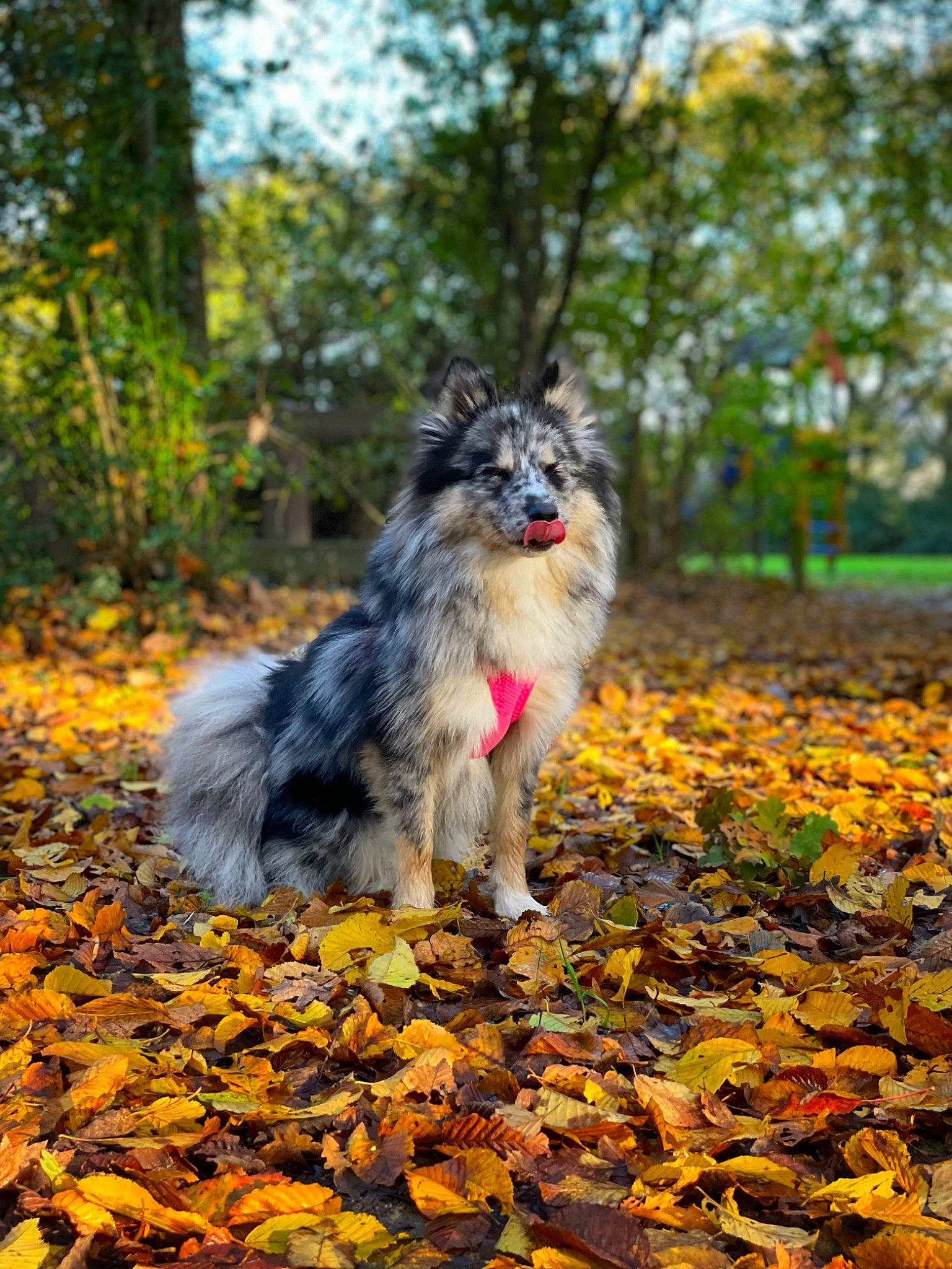Yuki participe au concours pour gagner de l'argent avec cette photo : autumn, carnivore, companion_dog, deciduous, dog, dog_breed, forest, fur, grass, leaf, natural_landscape, plant, sky, soil, tail, tints_and_shades, tree, wood, woodland, working_dog