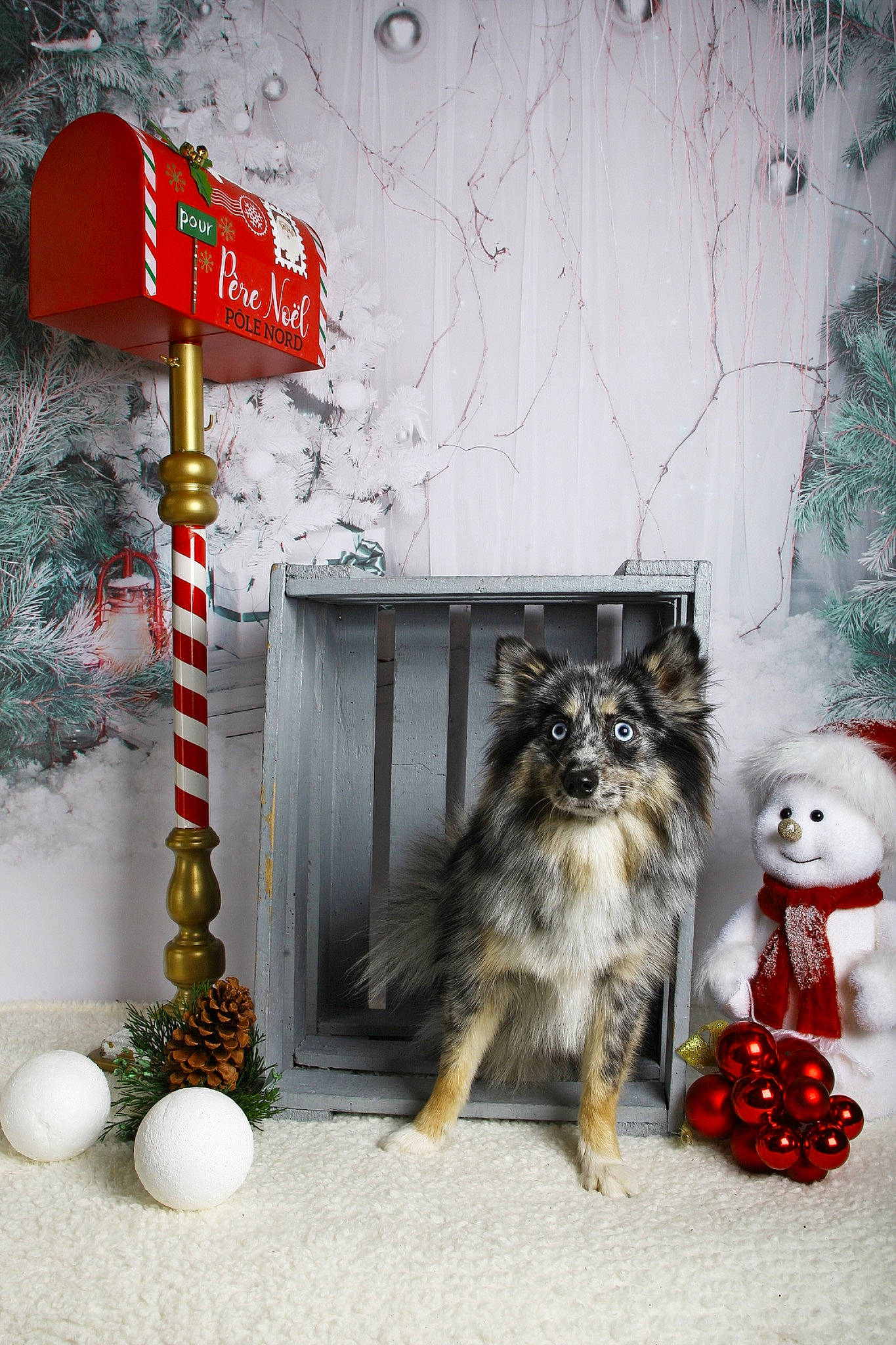 Yuki a rejoint le concours — aidez-le/la à gagner de superbes lots ! advertising, art, bookcase, carnivore, christmas_decoration, companion_dog, door, fawn, felidae, font, fur, photo_caption, picture_frame, porch, small_to_medium_sized_cats, snapshot, tail, whiskers, window, wood