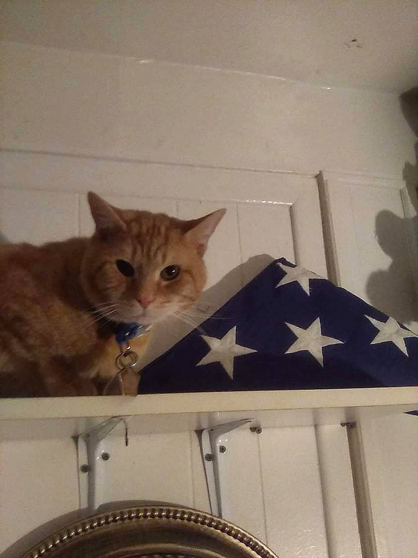 Calverton I I is registered to the contest to win money with this photo: arch, automotive_tire, carnivore, cat, ceiling, clothes_dryer, domestic_short_haired_cat, fawn, felidae, flooring, fur, hardwood, laundry_room, room, small_to_medium_sized_cats, tail, tire, washing_machine, whiskers, wood