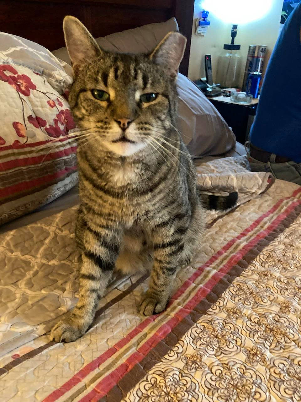 Buddy joined the competition — help win amazing prizes! carnivore, cat, chair, claw, comfort, domestic_short_haired_cat, felidae, flooring, fur, houseplant, paw, sitting, small_to_medium_sized_cats, snout, tail, terrestrial_animal, whiskers, wildlife