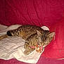 Mimi participe au concours pour gagner de l'argent avec cette photo :