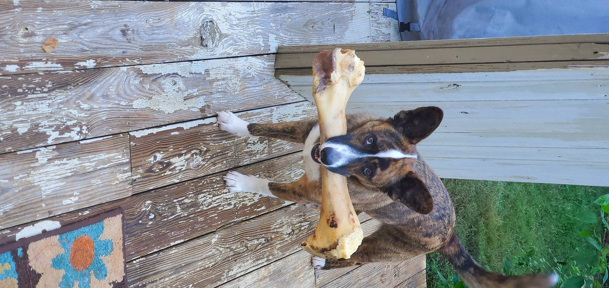 Ruby is registered to the contest to win money with this photo: canidae, carnivore, dog, dog_breed, fawn, feist, snout, wood