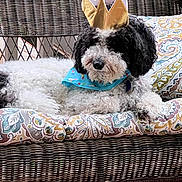 Murphy joined the competition — help win amazing prizes! dog, crown, bandana, wicker_chair, cushion, patterned_fabric, black_and_white, curly_fur, pet, indoor, resting, cute, fluffy, animal, portrait, cozy, furniture, decor, relaxed, domestic