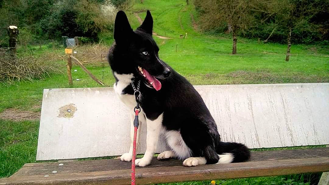 Hoppy a rejoint le concours — aidez-le/la à gagner de superbes lots ! border_collie, canidae, carnivore, dog, dog_breed, east_european_shepherd, herding_dog, karelian_bear_dog, laika, lapponian_herder, mammal, russo_european_laika, shiloh_shepherd_dog, stabyhoun, tail, vertebrate, working_dog