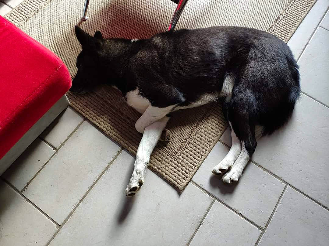 Hoppy a rejoint le concours — aidez-le/la à gagner de superbes lots ! canidae, carnivore, dog, dog_breed, floor, karelian_bear_dog, mammal, tail, vertebrate