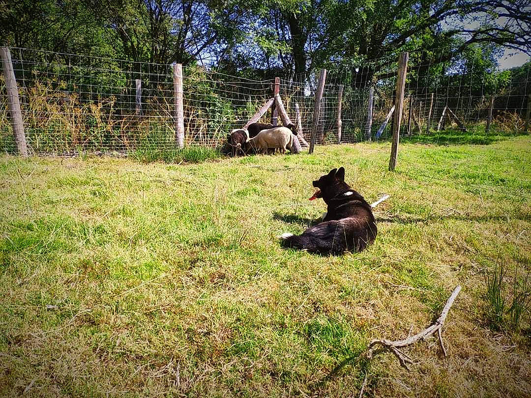 Hoppy participe au concours pour gagner de l'argent avec cette photo : canidae, carnivore, dobermann, dog, dog_breed, dutch_shepherd_dog, grass, guard_dog, hunting_dog, pasture, plant, play, sporting_group, tree, wilderness